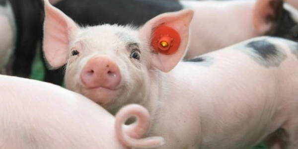 Big overview - Van Triest CirQlar is onderdeel van ForFarmers Nederland B.V