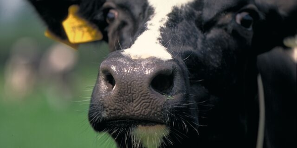Small web Melkkoe Snuit close up - Van Triest CirQlar is onderdeel van ForFarmers Nederland B.V