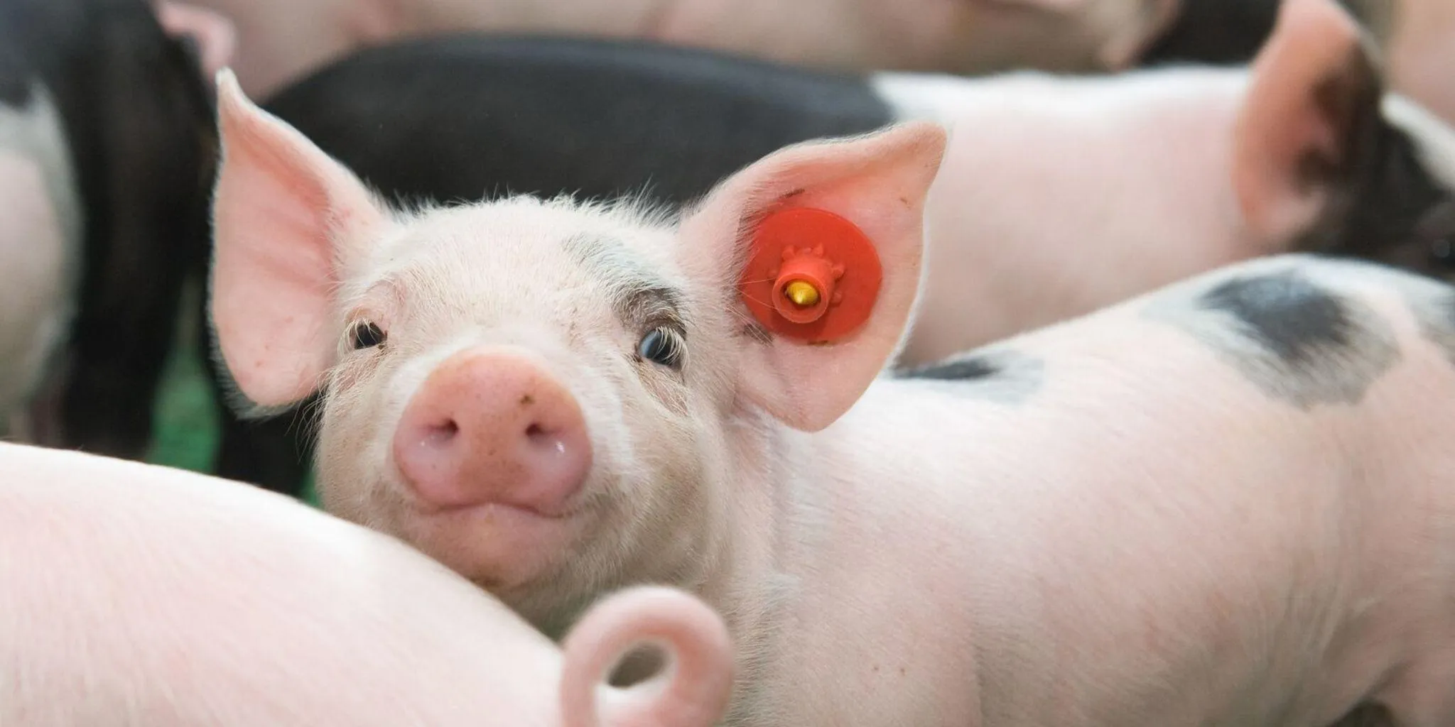 Varkens header cirqlar - Van Triest CirQlar B.V.
