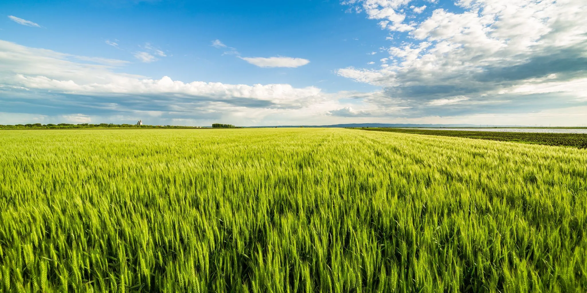 Getreidefeld Header 2048 1024 px - ForFarmers team agrar