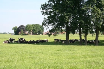 FF Hitzestress - ForFarmers team agrar