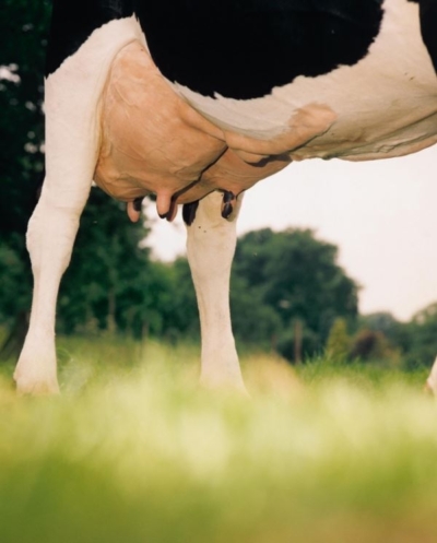 Eutergesundheit im Blick - ForFarmers team agrar