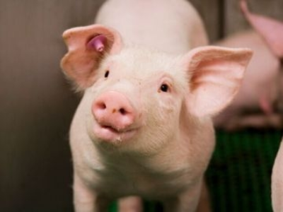 Energiesparen Schweinestall 2 - ForFarmers team agrar