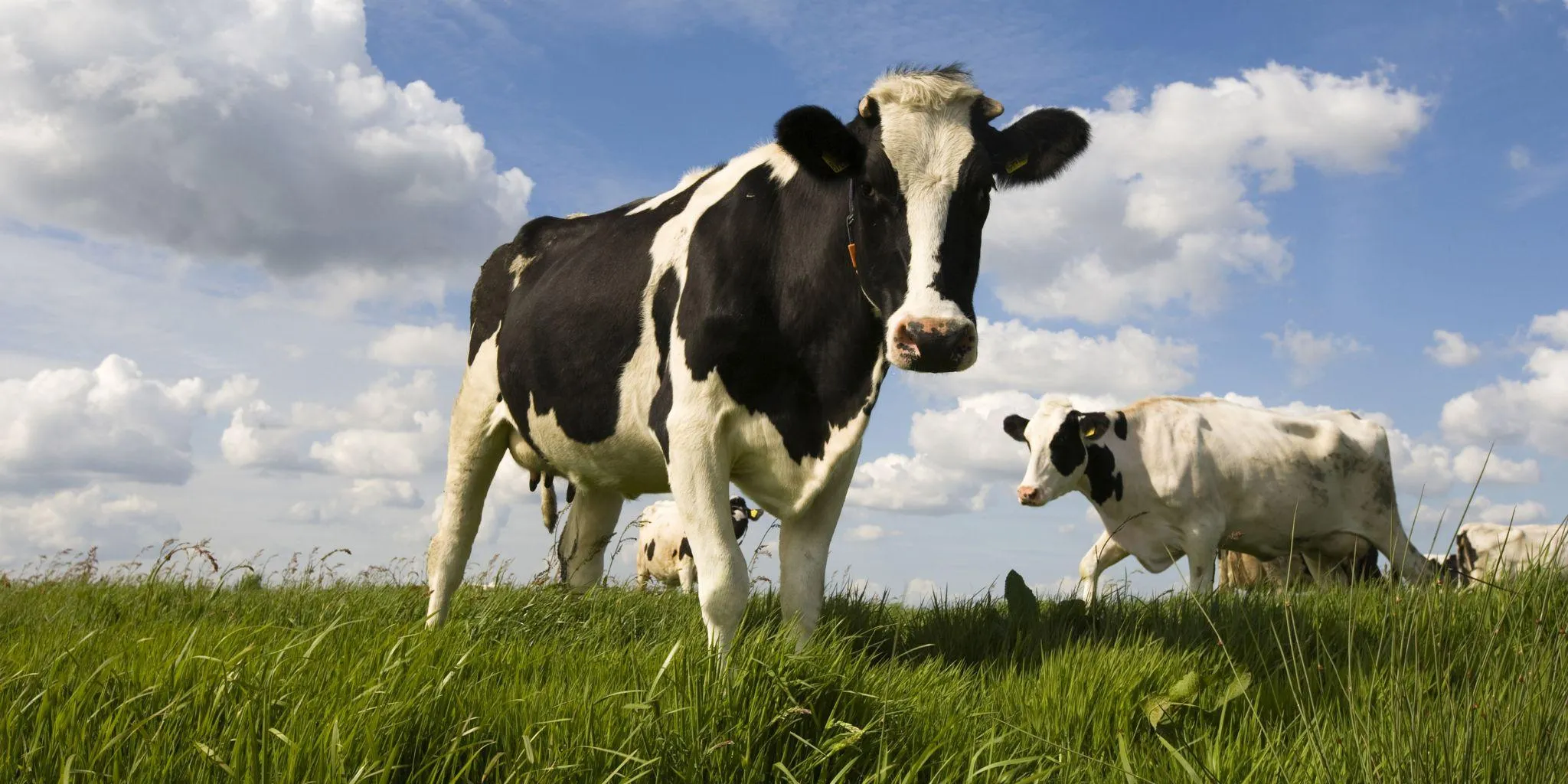 Header Kuh Hitzestress - ForFarmers team agrar