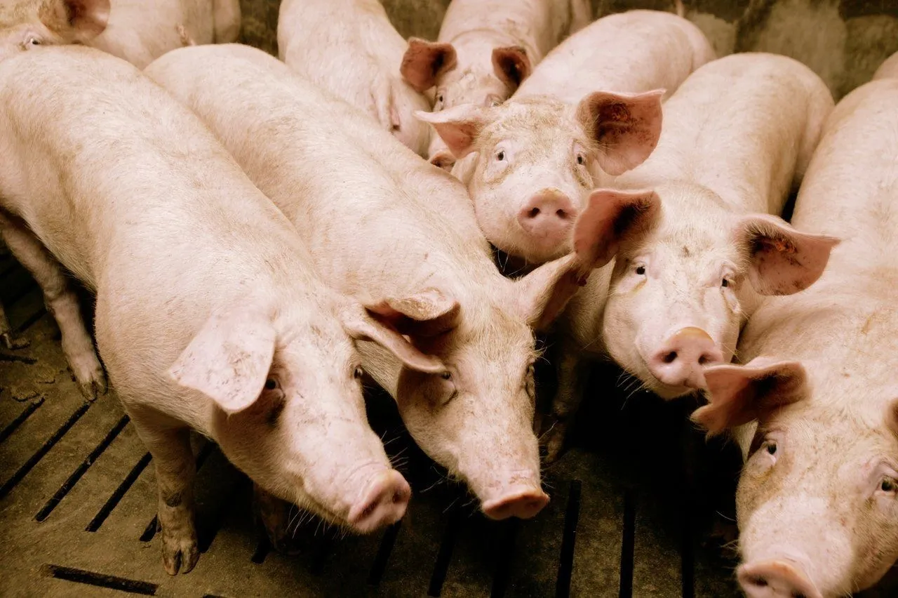 Varkens scherp - ForFarmers team agrar
