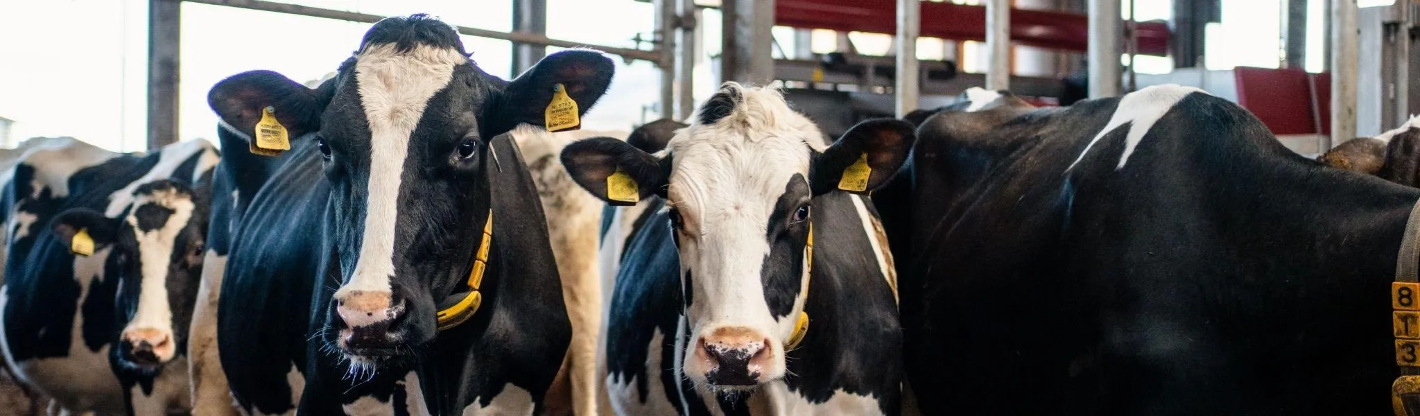 Milchfieber header 1 - ForFarmers team agrar