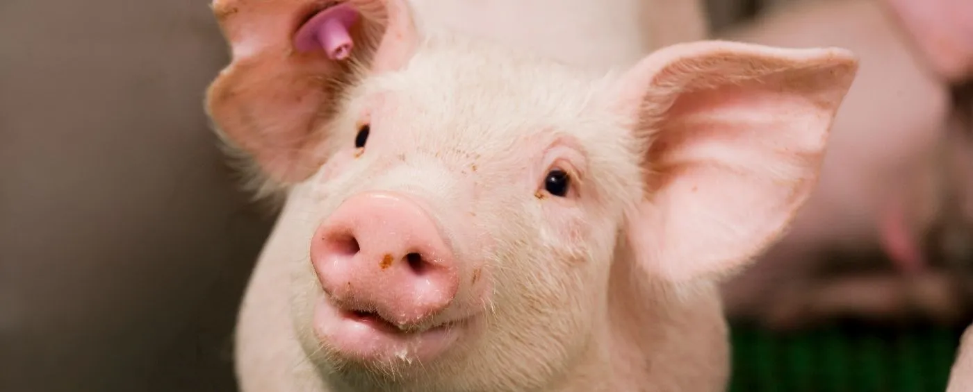 Energiesparen Schweinestall - ForFarmers team agrar