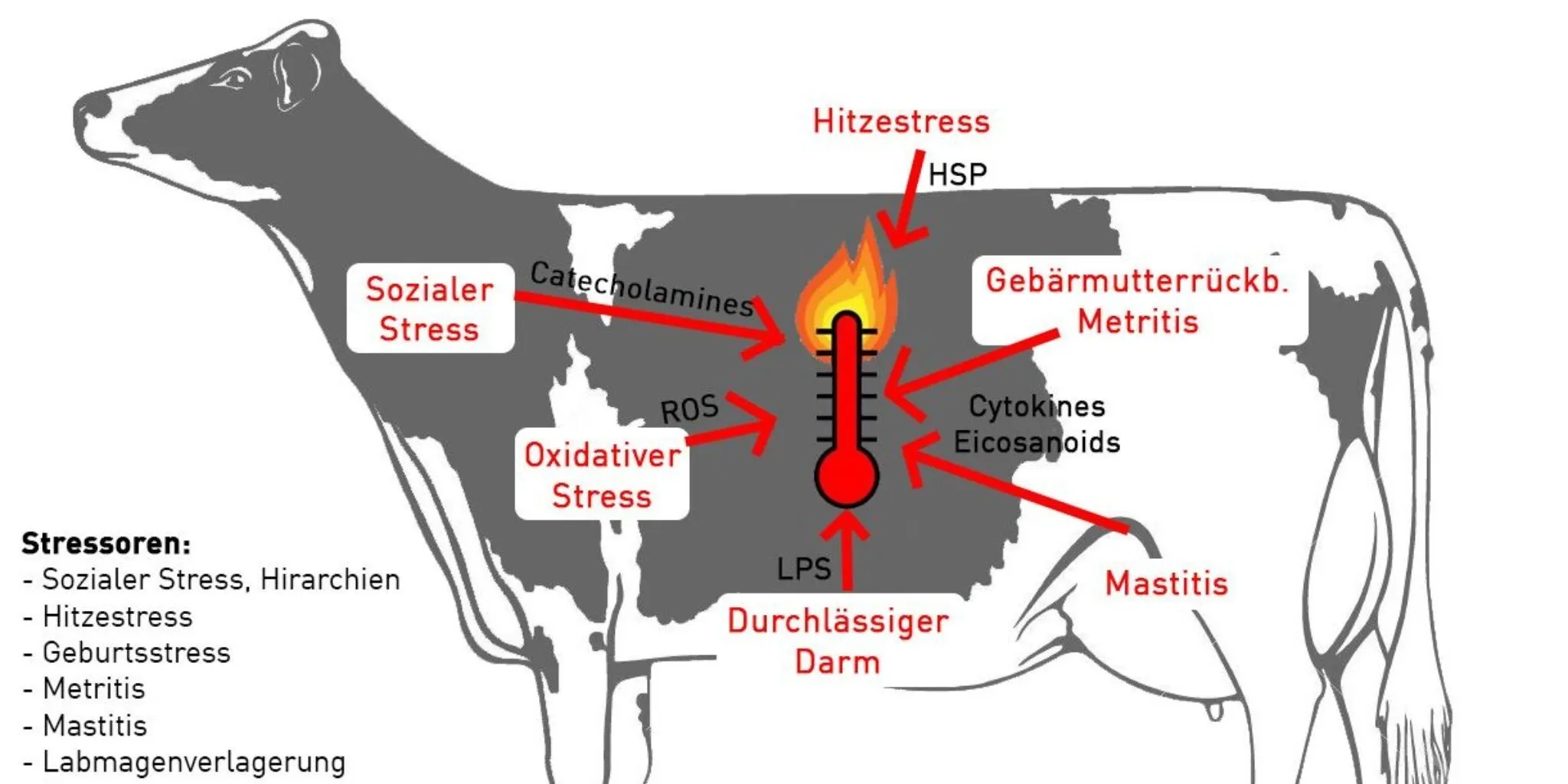 Hitzestress kuh 2048 1024 px - ForFarmers Thesing