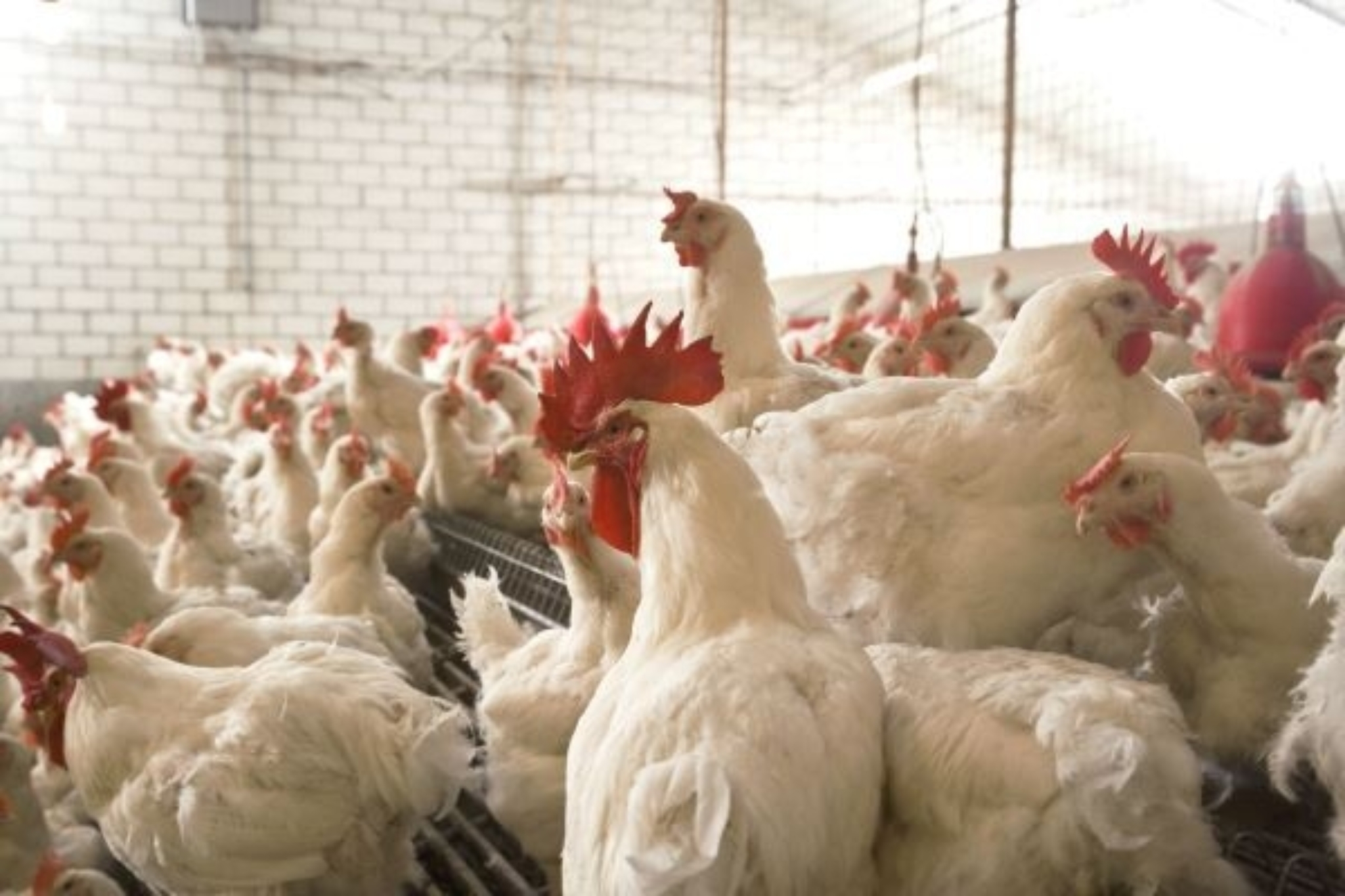 Vleeskuikenouderdieren Broilers