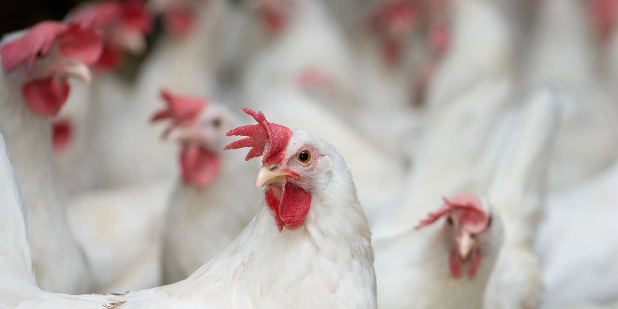 Geflugel header web - ForFarmers team agrar