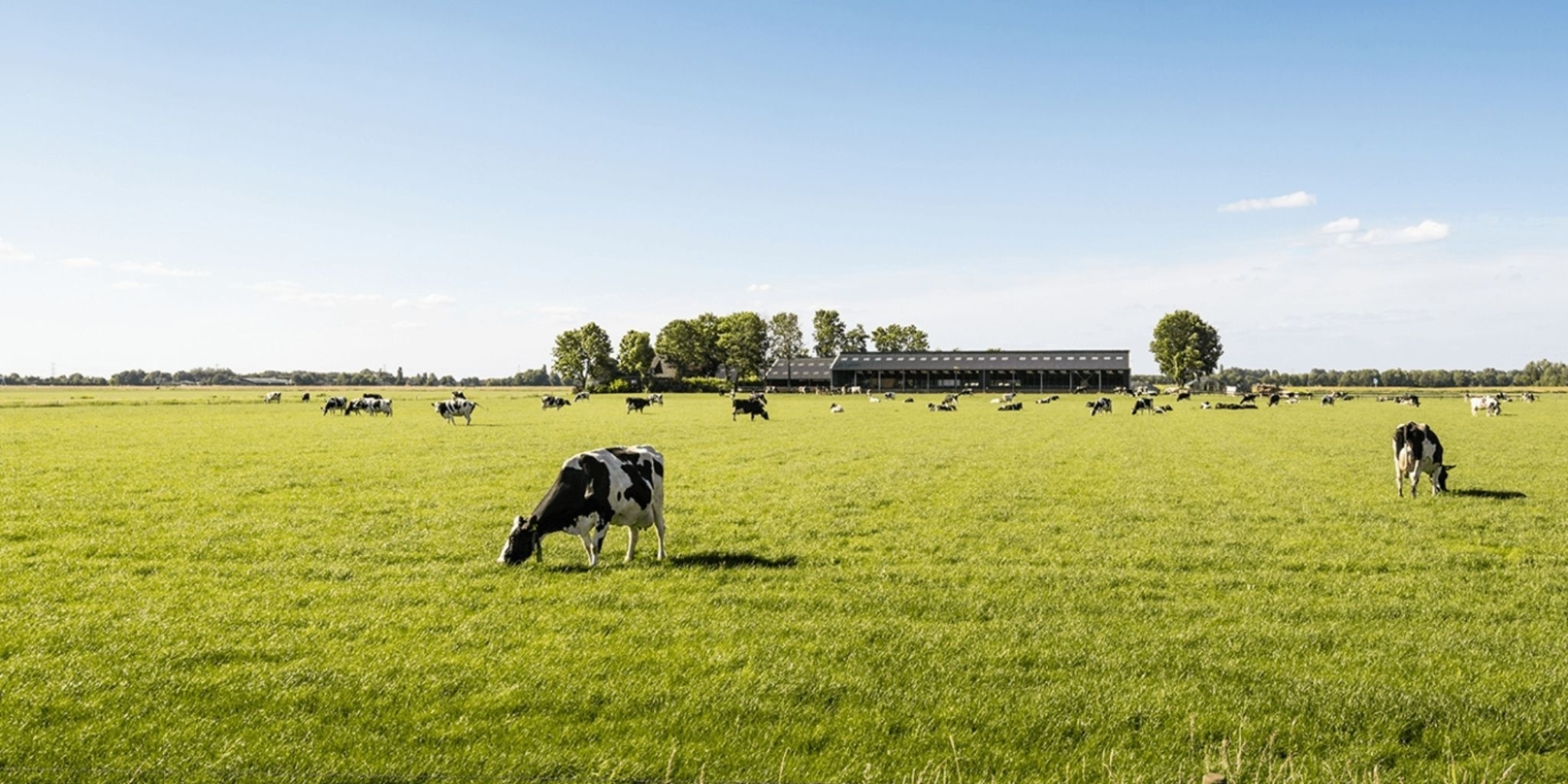 Milchkuhe Header 2048 1024 px