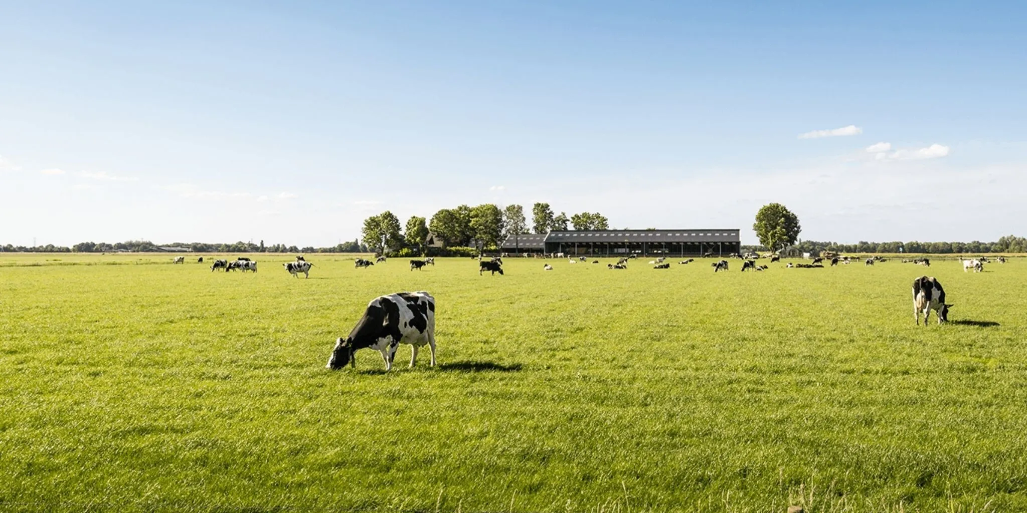 Milchkuhe Header 2048 1024 px - ForFarmers Thesing