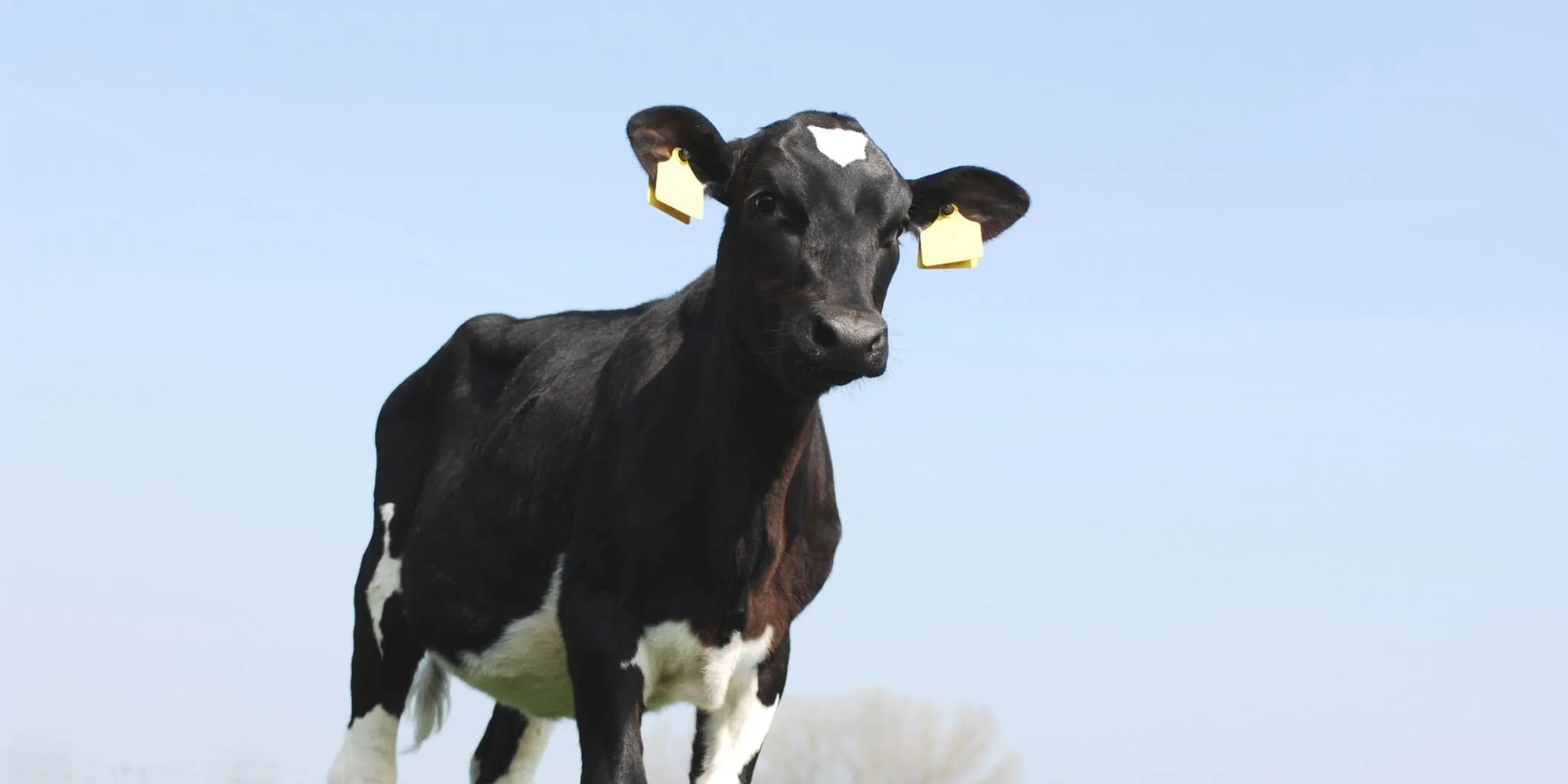 Kalberaufzucht Header 2048 1024 px - ForFarmers team agrar