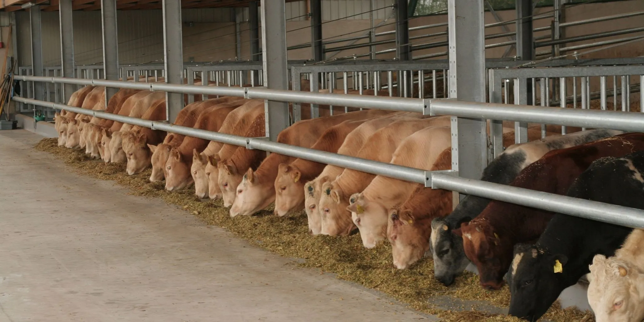 Rindermast Header 2048 1024 px - ForFarmers team agrar