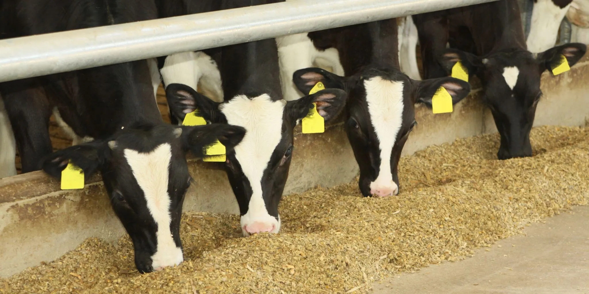 Rosekalber Header 2048 1024 px - ForFarmers team agrar