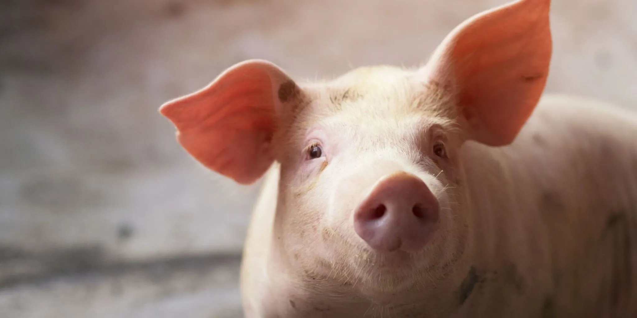 Schwein Header 2048 1024 px - ForFarmers team agrar