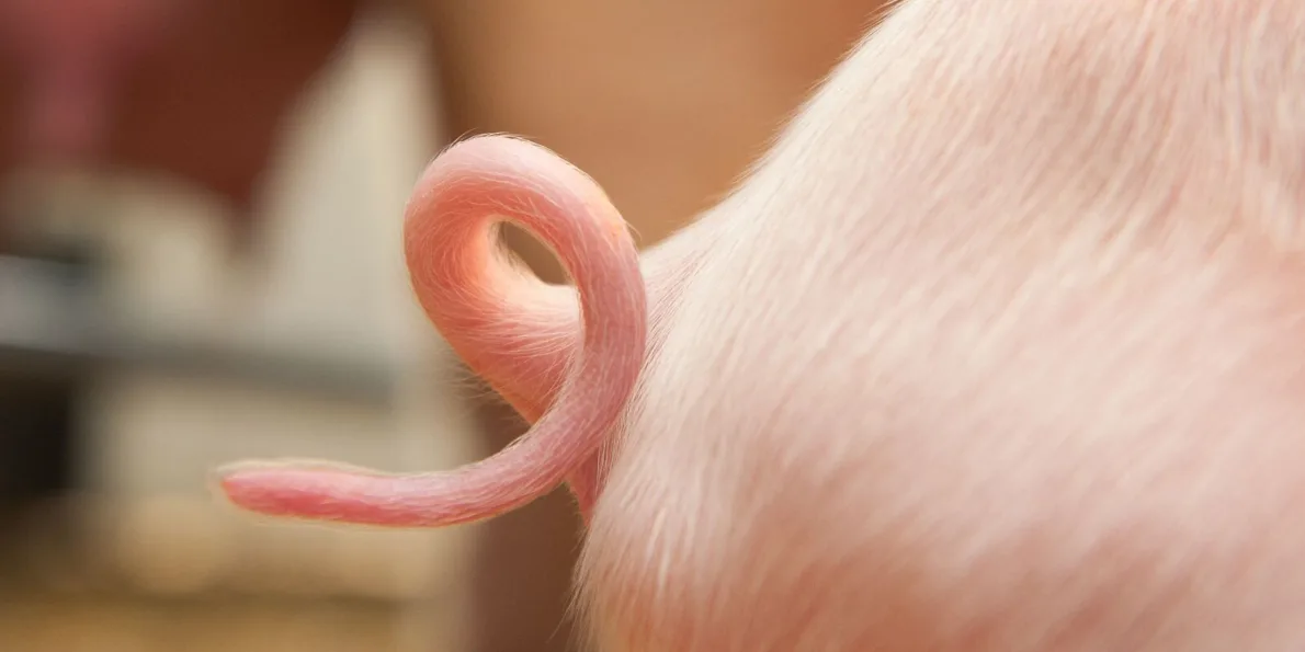 Mastschweine Header 2048 1024 px