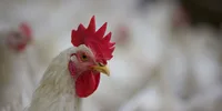 Header vleeskuikenouderdieren - VitaForza voeders voor vleeskuikenouderdieren