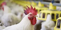 Vita Forza hittebehandelde voeders - Hittebehandelde voeders