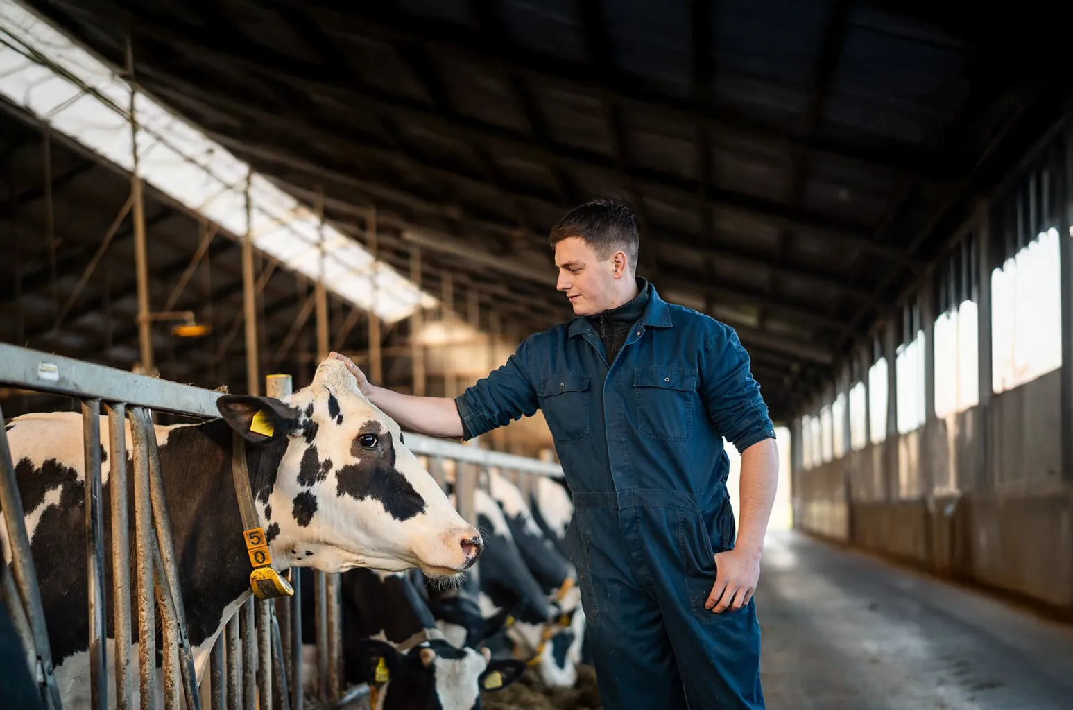Adviseur met koe - ForFarmers team agrar