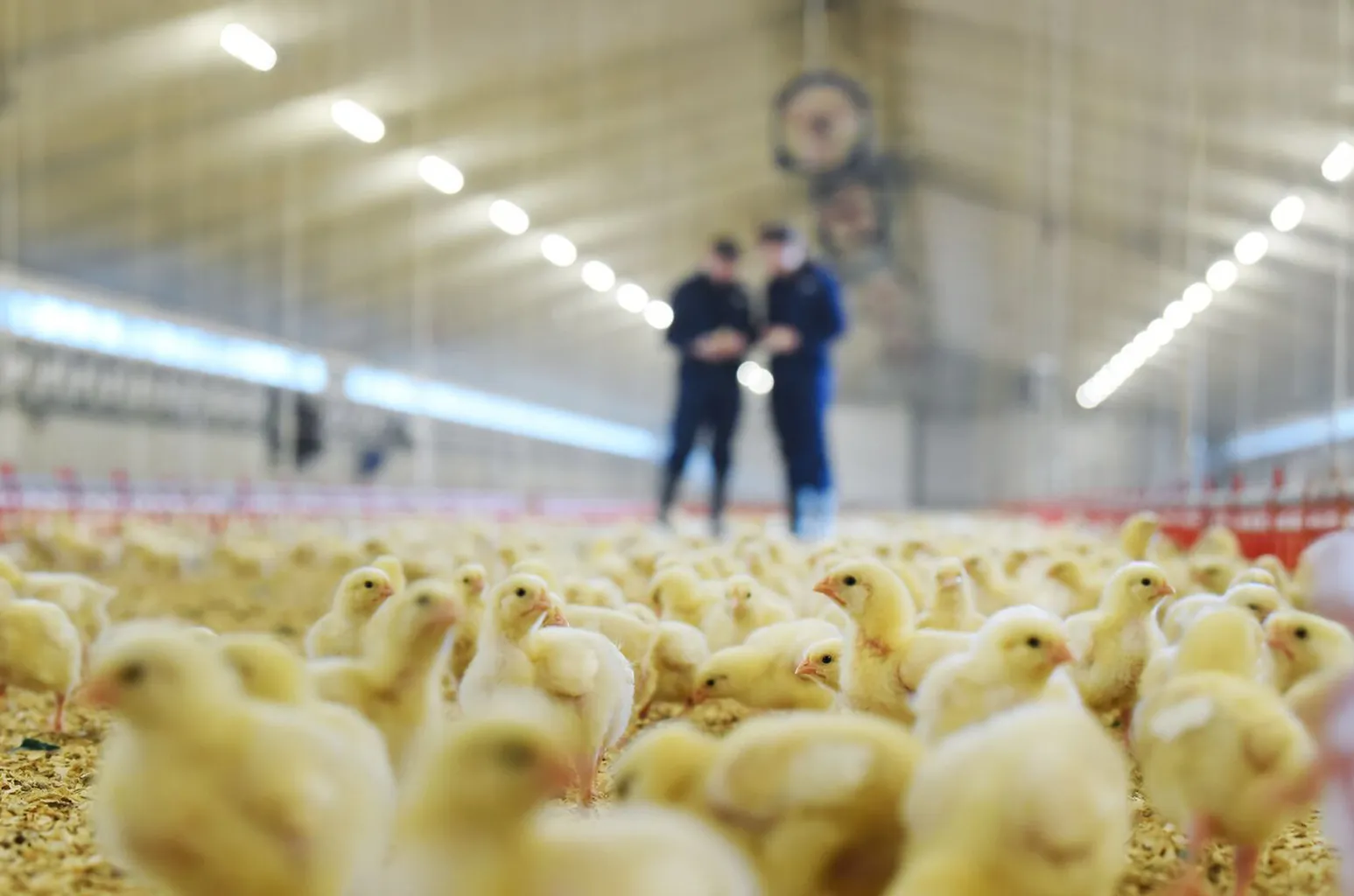 Sales header pluimvee stal - ForFarmers team agrar