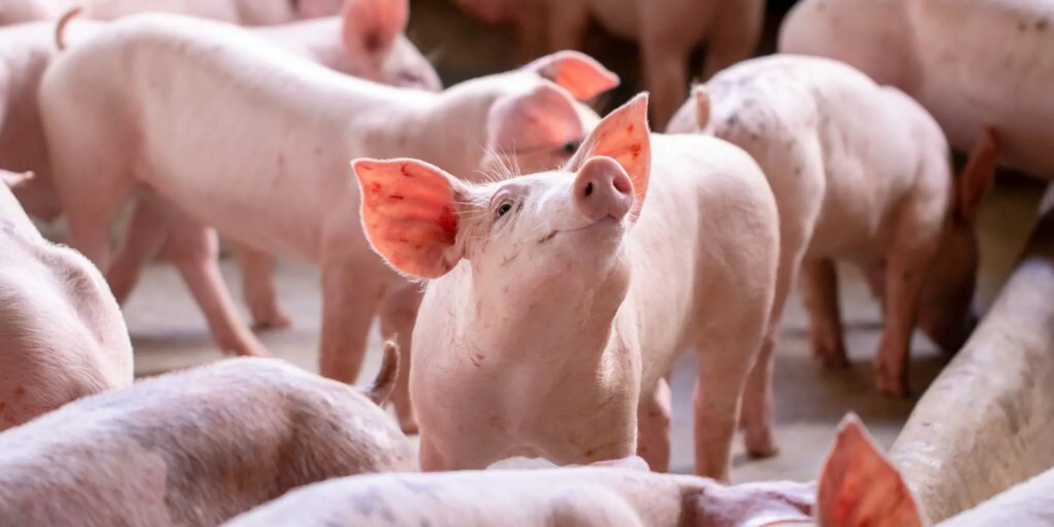 Futterverwertung Schwein - ForFarmers team agrar